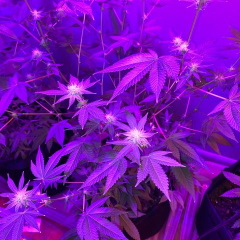 #2 growlog timeline photo