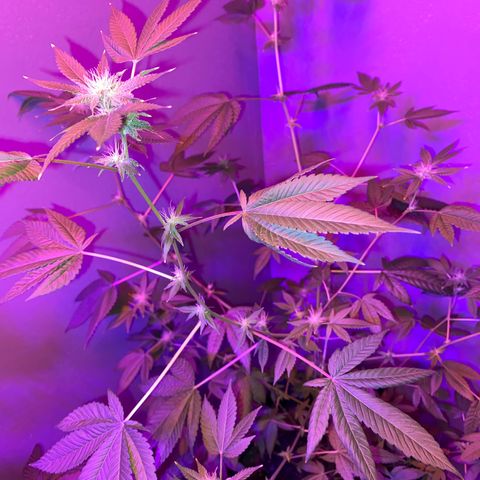 #2 growlog timeline photo