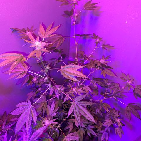 #2 growlog timeline photo