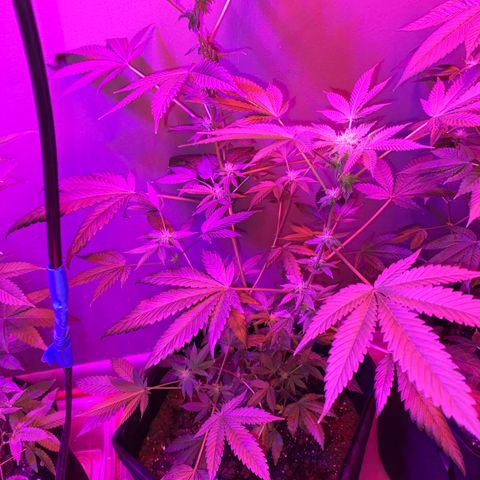 #2 growlog timeline photo