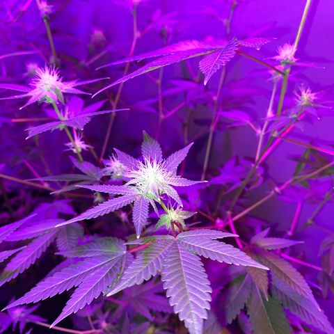 #2 growlog timeline photo