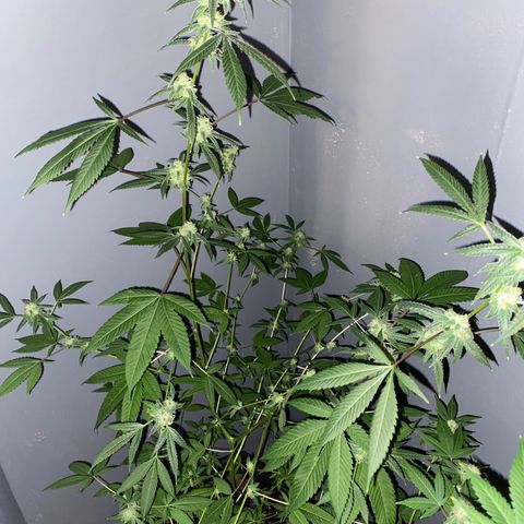 #1 growlog timeline photo