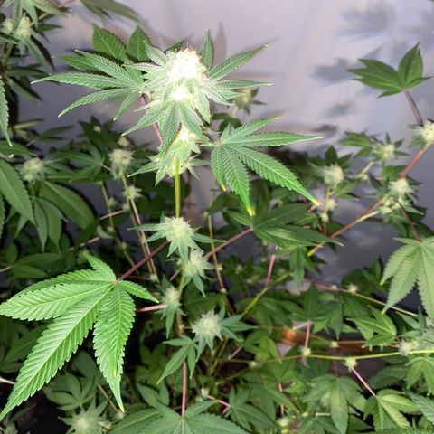 #2 growlog timeline photo