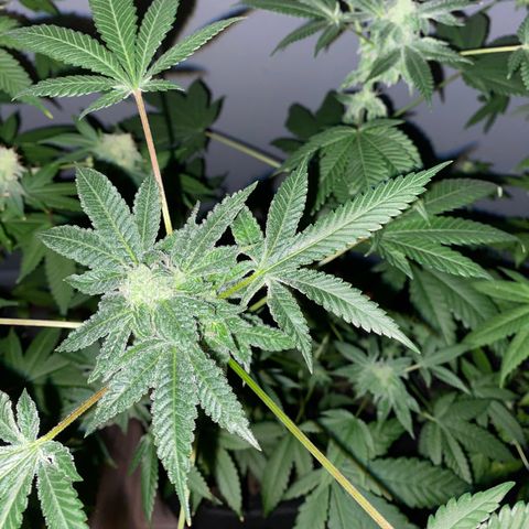 #3 growlog timeline photo