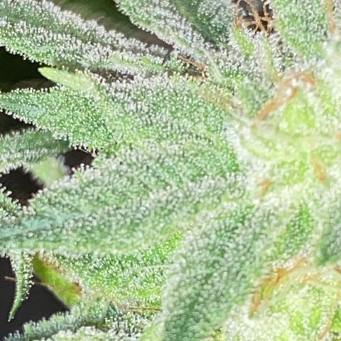 #1 growlog timeline photo