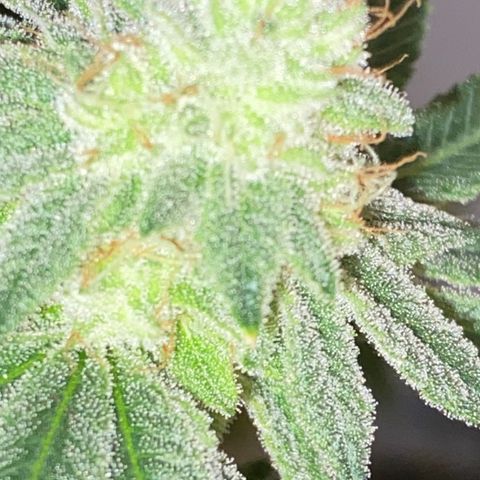 #1 growlog timeline photo