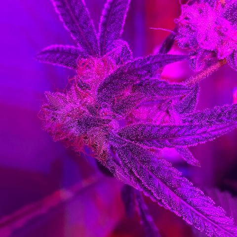 #1 growlog timeline photo
