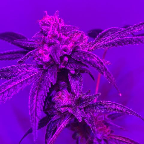 #1 growlog timeline photo