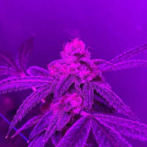 #2 growlog timeline photo