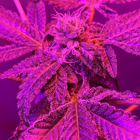 #3 growlog timeline photo