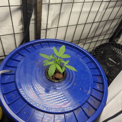 Grandaddy Purp #1 growlog timeline photo