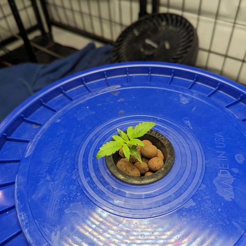 Grandaddy Purp #1 growlog timeline photo