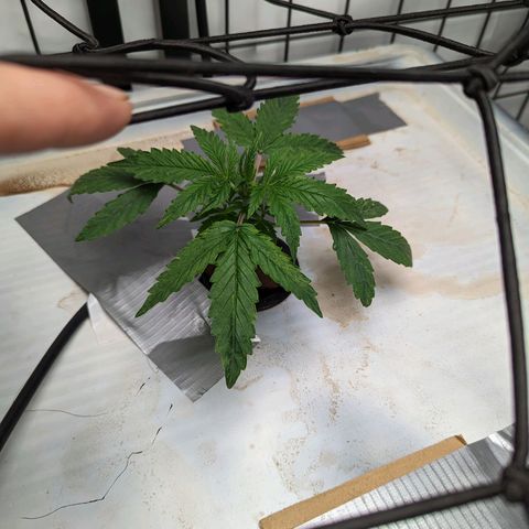 Grandaddy Purp #1 growlog timeline photo