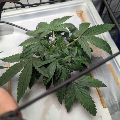 Grandaddy Purp #1 growlog timeline photo
