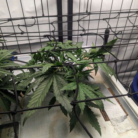 Grandaddy Purp #1 growlog timeline photo