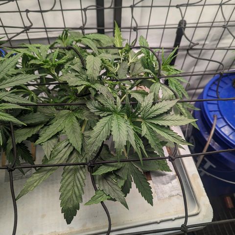 Grandaddy Purp #1 growlog timeline photo