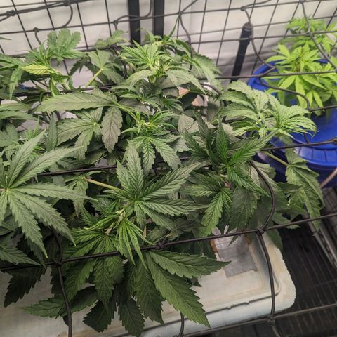 Grandaddy Purp #1 growlog timeline photo