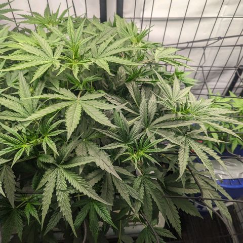 Grandaddy Purp #1 growlog timeline photo