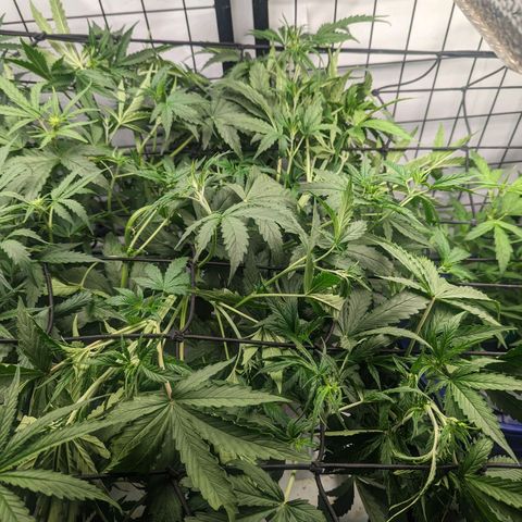 Grandaddy Purp #1 growlog timeline photo