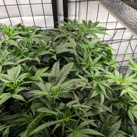 Grandaddy Purp #1 growlog timeline photo