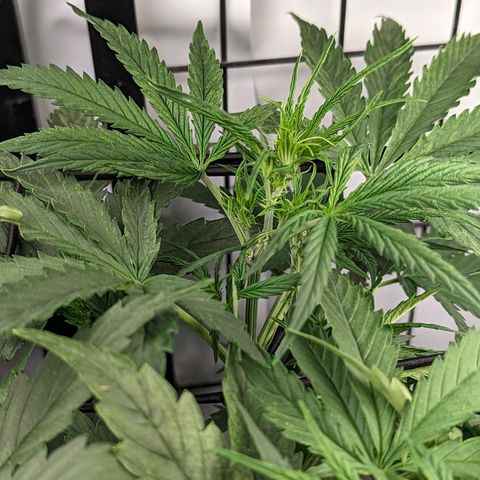 Grandaddy Purp #1 growlog timeline photo