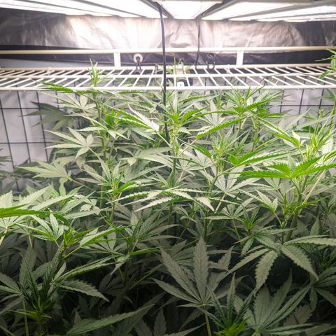 Grandaddy Purp #1 growlog timeline photo