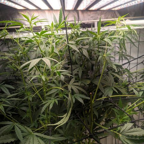 Grandaddy Purp #1 growlog timeline photo