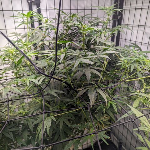Grandaddy Purp #1 growlog timeline photo