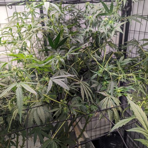 Grandaddy Purp #1 growlog timeline photo