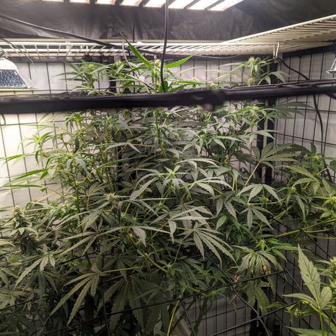 Grandaddy Purp #1 growlog timeline photo