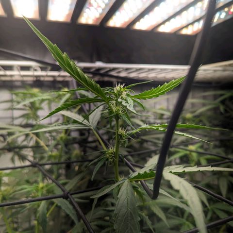 Grandaddy Purp #1 growlog timeline photo