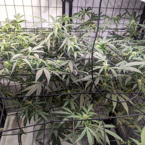 Grandaddy Purp #1 growlog timeline photo