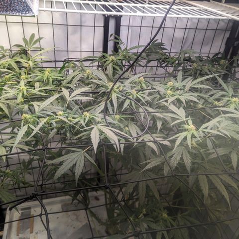Grandaddy Purp #1 growlog timeline photo