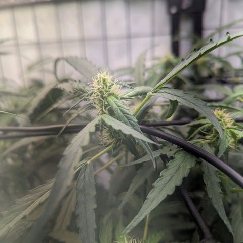 Grandaddy Purp #1 growlog timeline photo