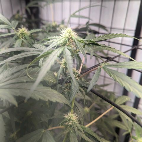 Grandaddy Purp #1 growlog timeline photo