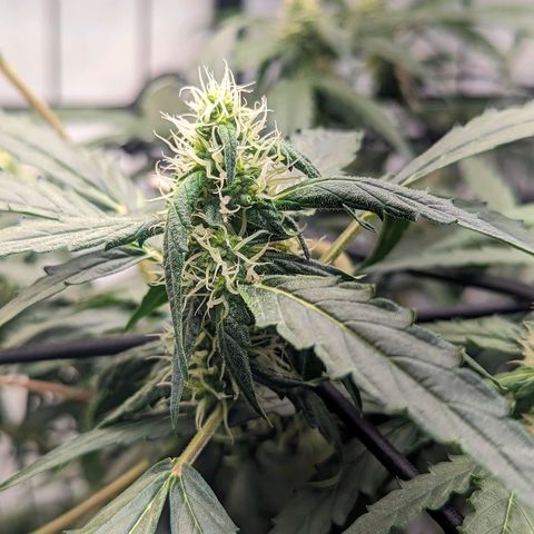Grandaddy Purp #1 growlog timeline photo