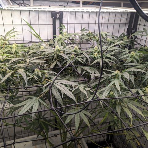 Grandaddy Purp #1 growlog timeline photo