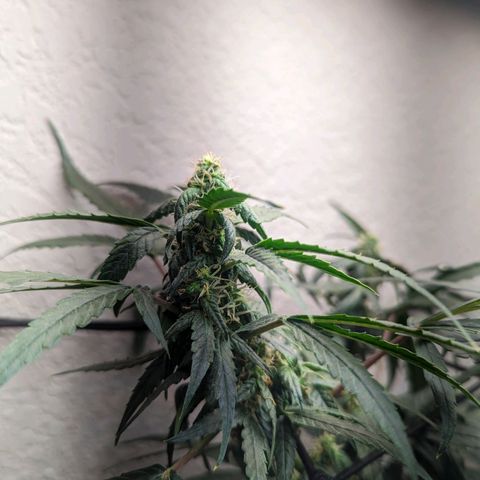 Grandaddy Purp #1 growlog timeline photo