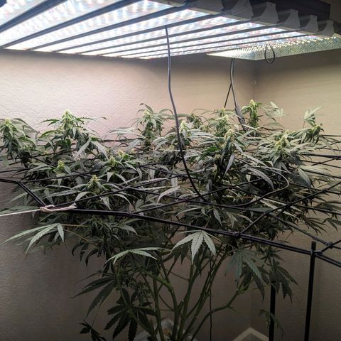 Grandaddy Purp #1 growlog timeline photo