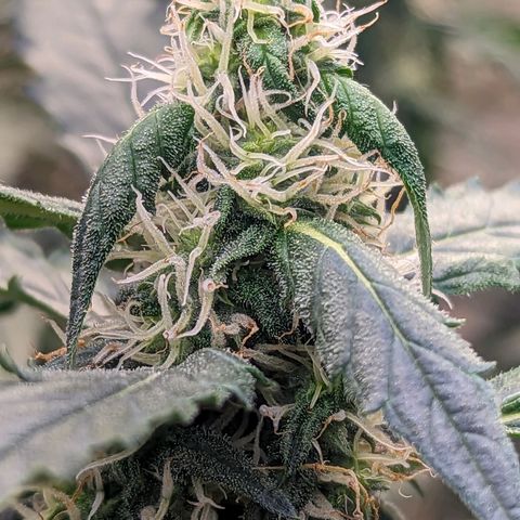 Grandaddy Purp #1 growlog timeline photo
