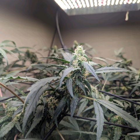 Grandaddy Purp #1 growlog timeline photo