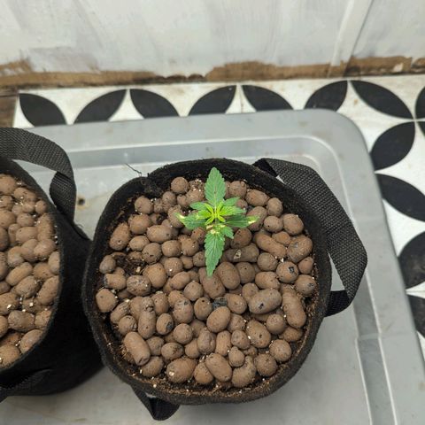 ILGM Grandaddy Purple  #2 growlog timeline photo