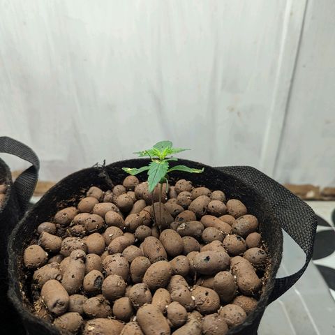 ILGM Grandaddy Purple  #2 growlog timeline photo