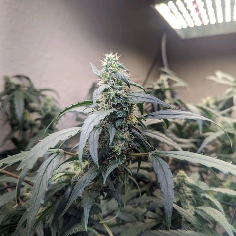 Grandaddy Purp #1 growlog timeline photo