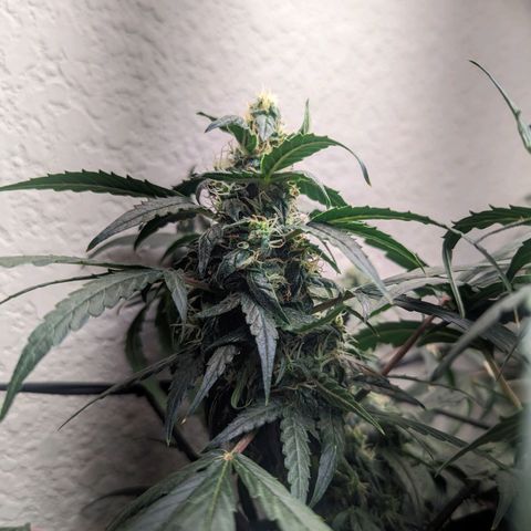 Grandaddy Purp #1 growlog timeline photo