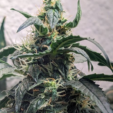 Grandaddy Purp #1 growlog timeline photo