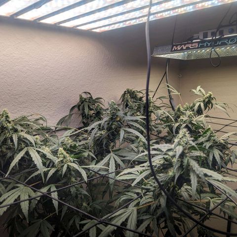 Grandaddy Purp #1 growlog timeline photo