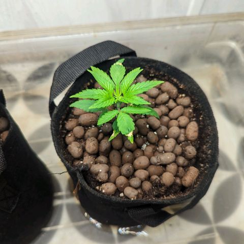 ILGM Grandaddy Purple  #2 growlog timeline photo