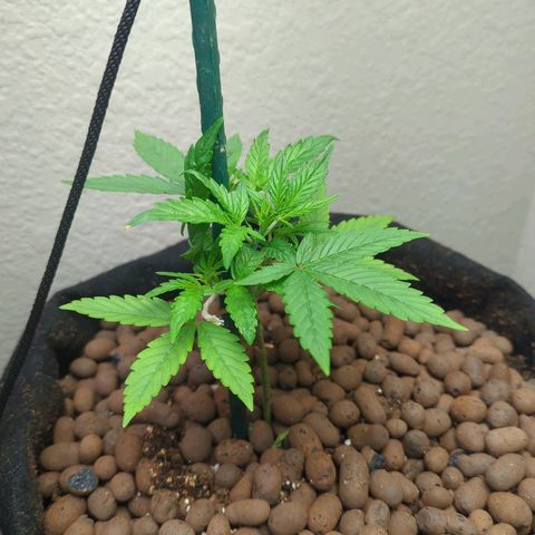 ILGM Grandaddy Purple  #2 growlog timeline photo