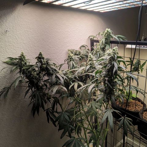 Grandaddy Purp #1 growlog timeline photo